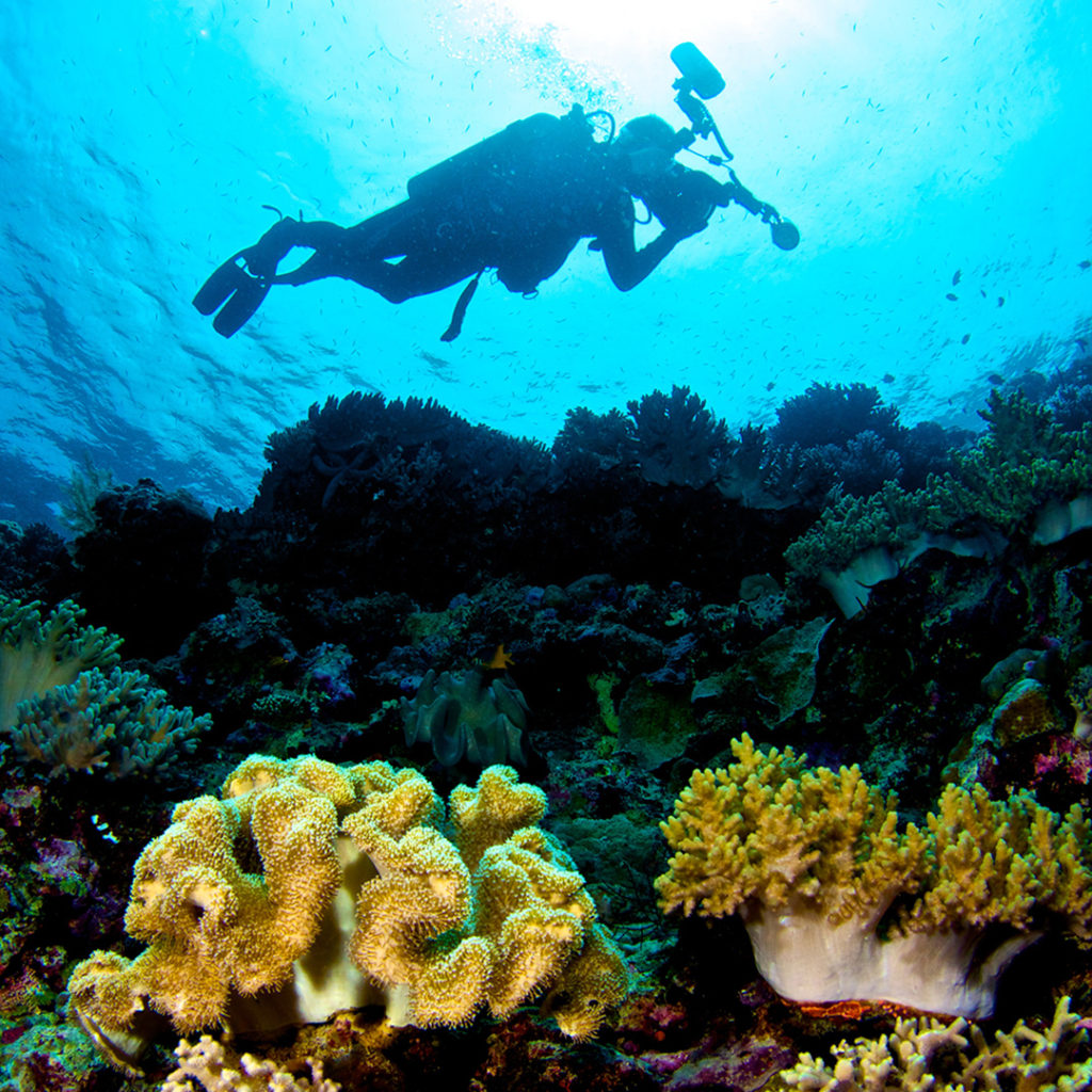 Underwater Photography Instruction Cozumel