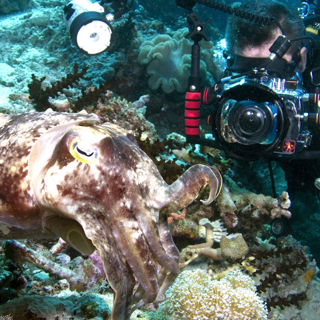 Private Professional Underwater Photo Film School