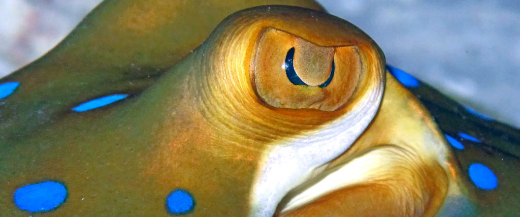 FISH BEHAVIOUR SPECIALTY COURSE at Liquid Motion Underwater Photo & Film Academy Cozumel