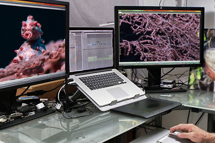 Underwater Colour Correction & Grading Course - Professional Underwater Videography Courses