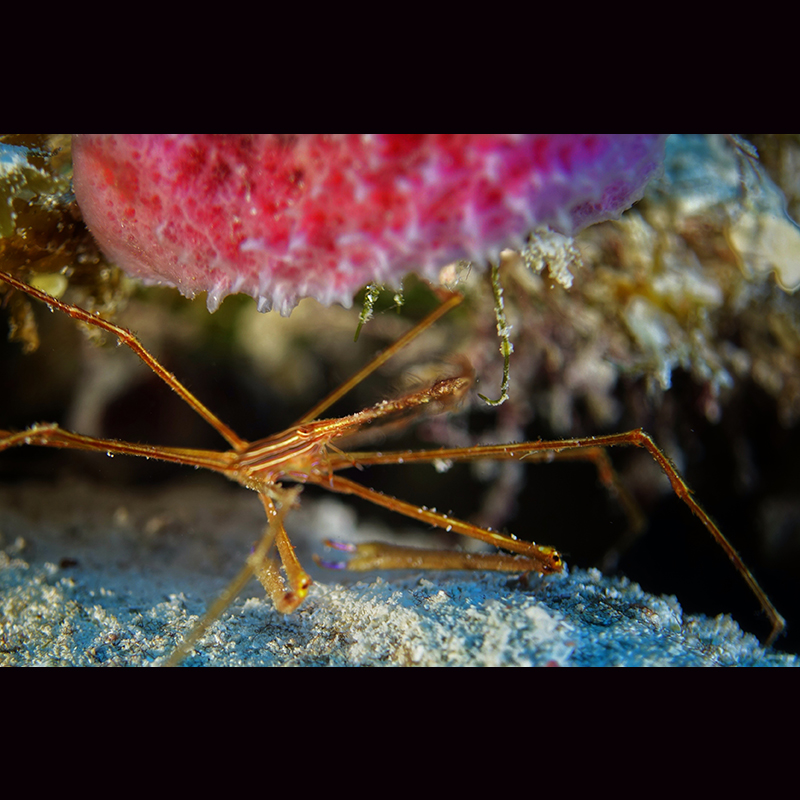 Liquid Motion Underwater Photography Course photo - Arrow crab