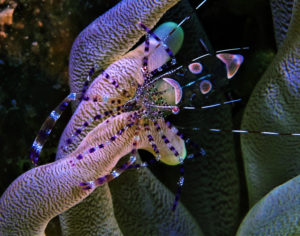 Cleaner shrimp 2 SM - Liquid Motion Underwater Photography Course Cozumel