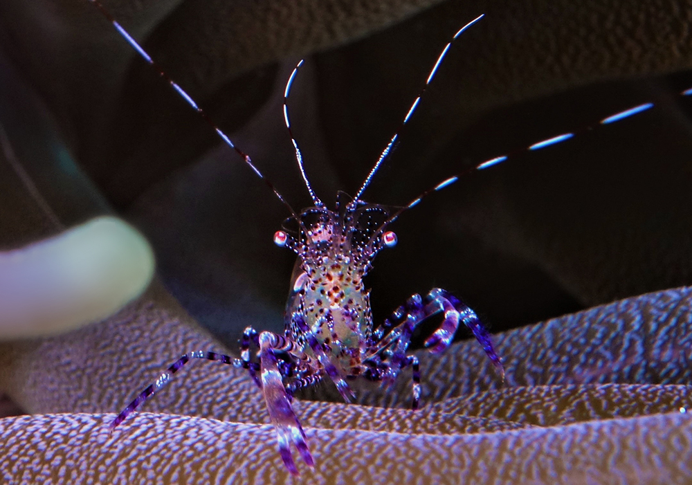 Cleaner shrimp SM Liquid Motion Underwater Photography Course Cozumel