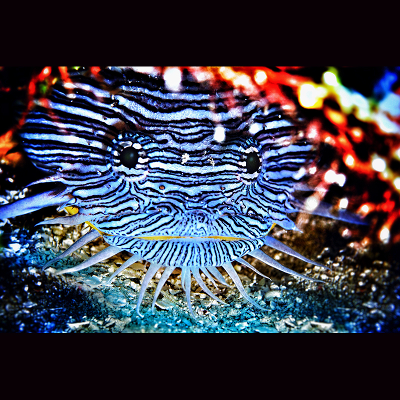 Liquid Motion Underwater Photography Course photo - Cozumel Toad