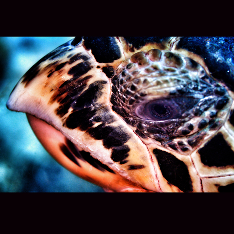 Liquid Motion Underwater Photography Course photo - Turtle eye