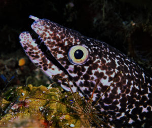 Spotted moray and arrow crab Liquid Motion Underwater Photography Course