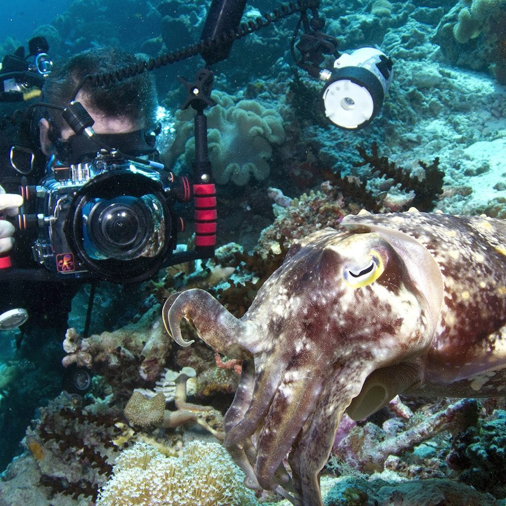 Private Online Underwater Photography Course