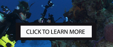 Underwater Photography Masterclass with Liquid Motion