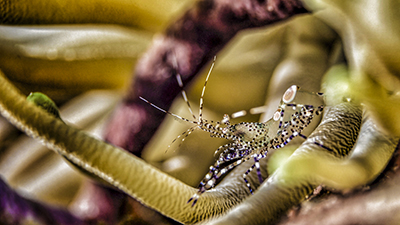 Liquid Motion Professional Underwater Photography Course Jeremy shrimp-400