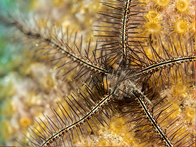 Professional Underwater Photography Course review-Bristle Star1