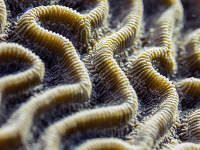 Professional Underwater Photography Course review-Maze Coral1