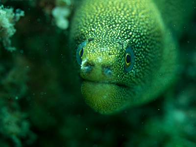 Professional Underwater Photography Course review-Moray