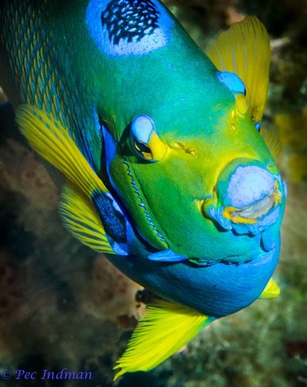 Professional Underwater Photography Course review-queen angelfish