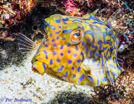 Professional Underwater Photography Course review-trunkfish)