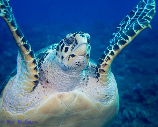 Professional Underwater Photography Course review-turtle cozumel