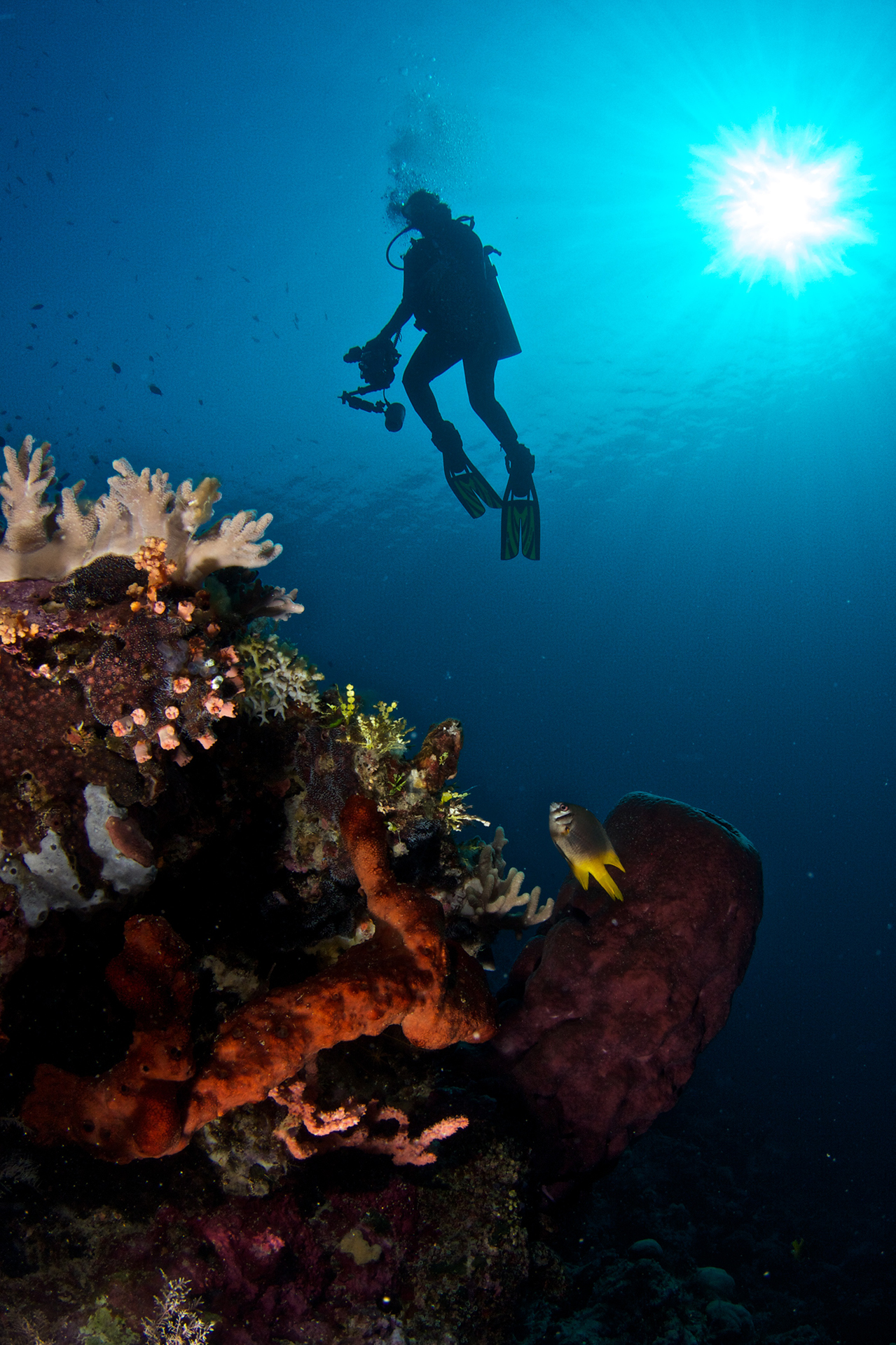 Liquid Motion Underwater Photography Course Underwater Photography Art 2 Liquid Motion Underwater Photo & Film Academy