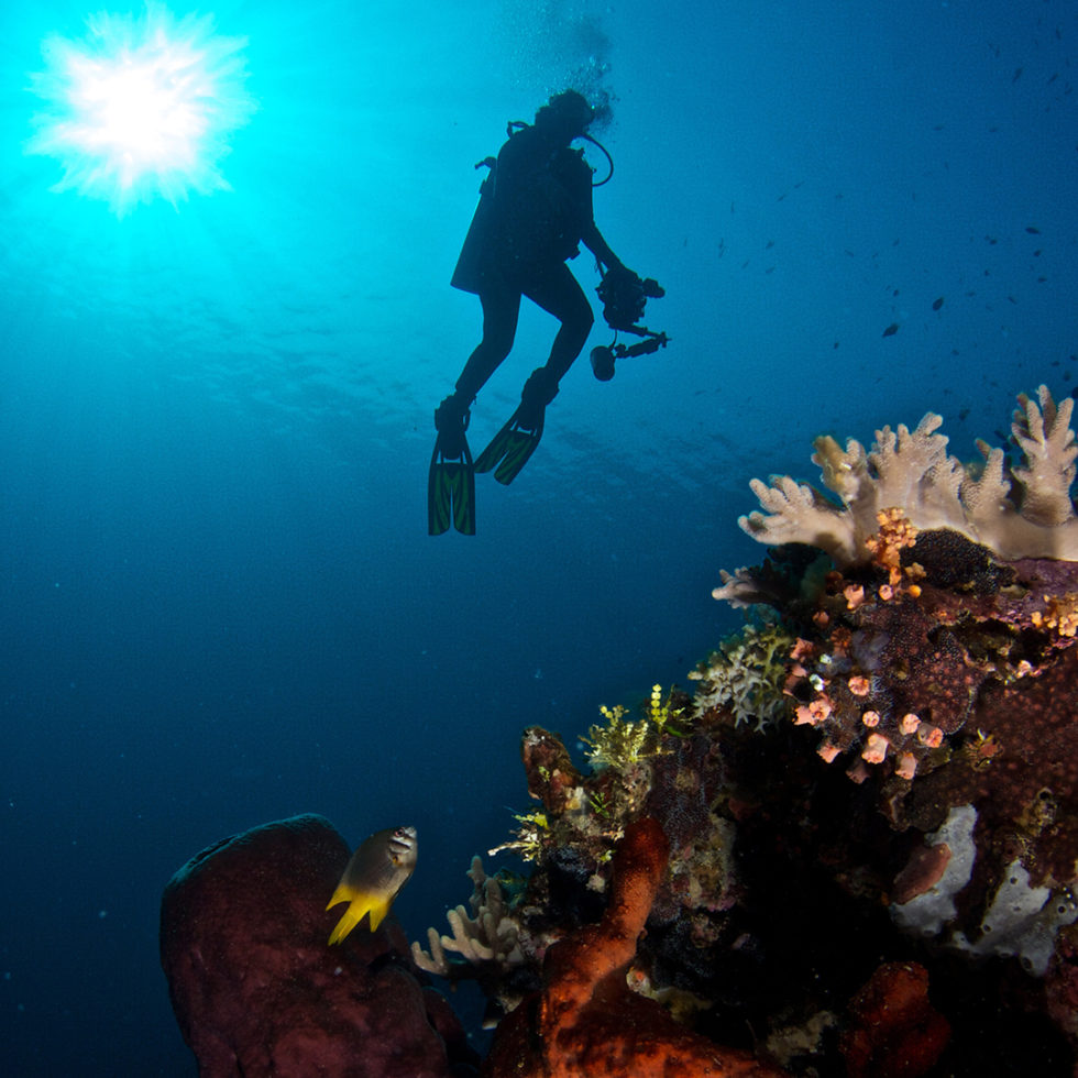 The Professional Underwater Photography Course