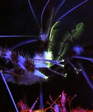 Liquid Motion Underwater Fluorescence fluo-diving course - fluorescent Banded Coral Shrimp