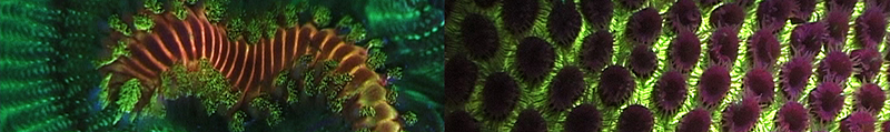 Liquid Motion Underwater Fluorescence fluo-diving course - fluorescent Fireworm