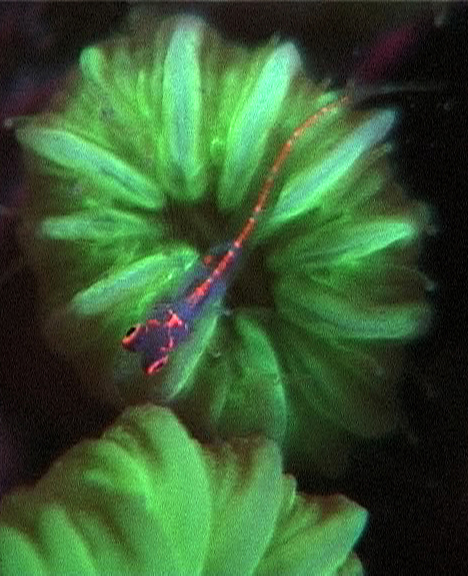 Liquid Motion Underwater Fluorescence fluo-diving course - fluorescent blenny