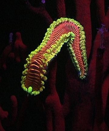 Liquid Motion Underwater Fluorescence fluo-diving course - fluorescent fireworm2
