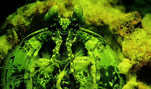 Liquid Motion Underwater Fluorescence fluo-diving course - fluorescent mantis shrimp