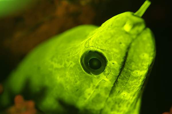 Liquid Motion Underwater Fluorescence fluo-diving course - fluorescent moray eel