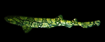 Liquid Motion Underwater Fluorescence fluo-diving course - fluorescent shark