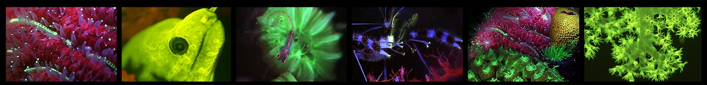 Liquid Motion fluo-diving Underwater Fluorescence Banner
