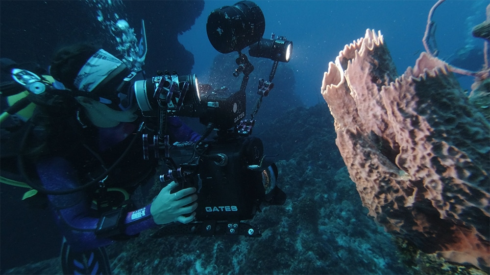 Underwater Filmmaker Course Liquid Motion - Sarah Stafford filming sponge 1