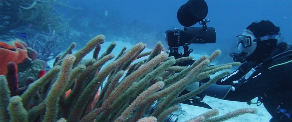 Review of Professional Underwater Filmmaking Career Course & Professional Underwater Photography Career Course by Jerry Gordon
