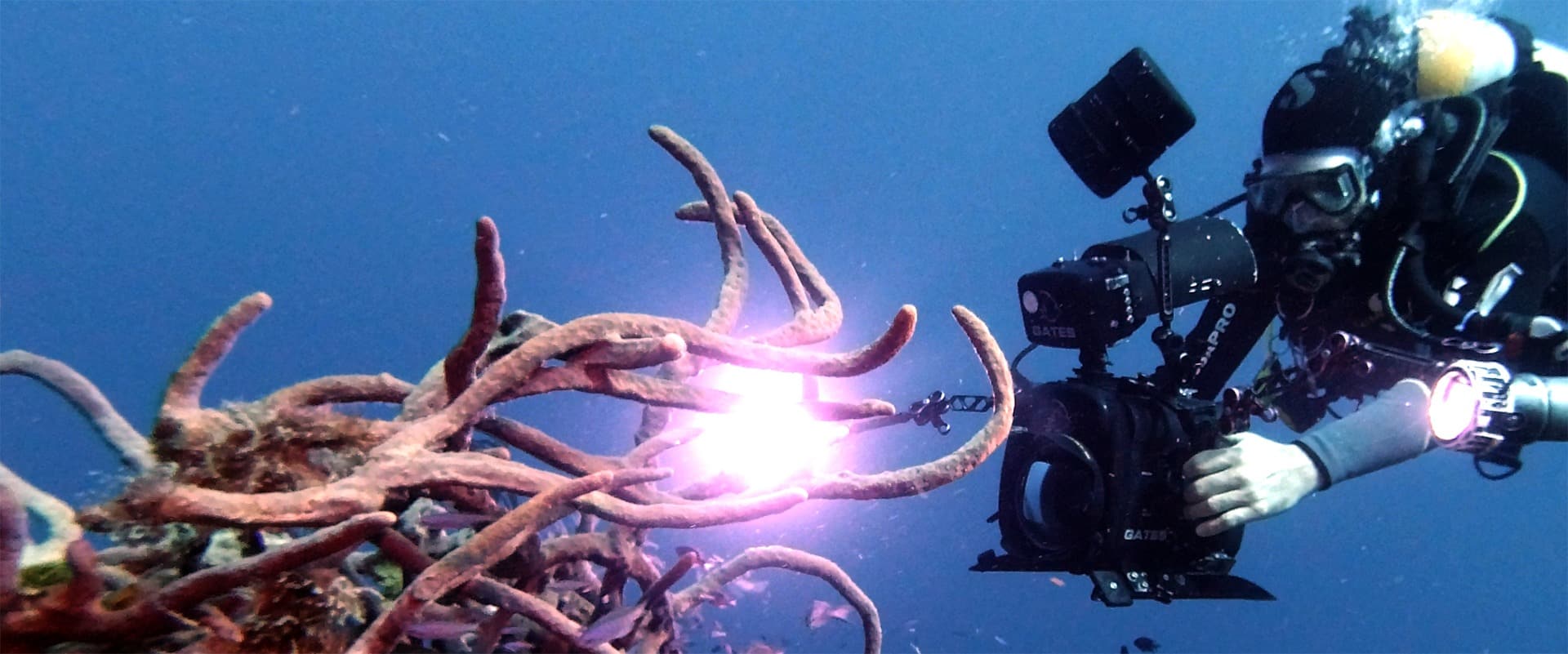 Review of Professional Underwater Filmmaking Career Course & Professional Underwater Photography Career Course by Jerry Gordon
