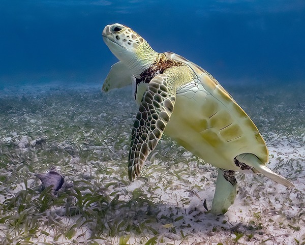 Underwater Photographer Course Review Aviva-Sea Turtle