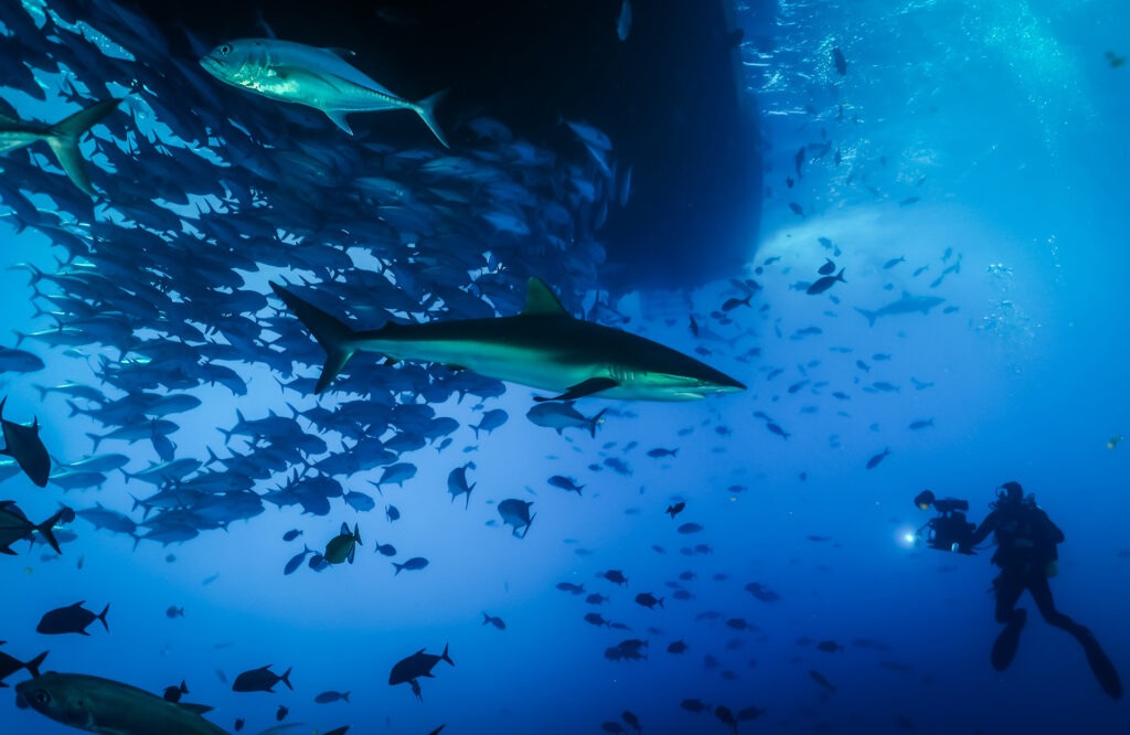 Liquid Motion Underwater Film Academy Cozumel Industry Pro Underwater Cinematography Filmmaking Degree Course Career Course