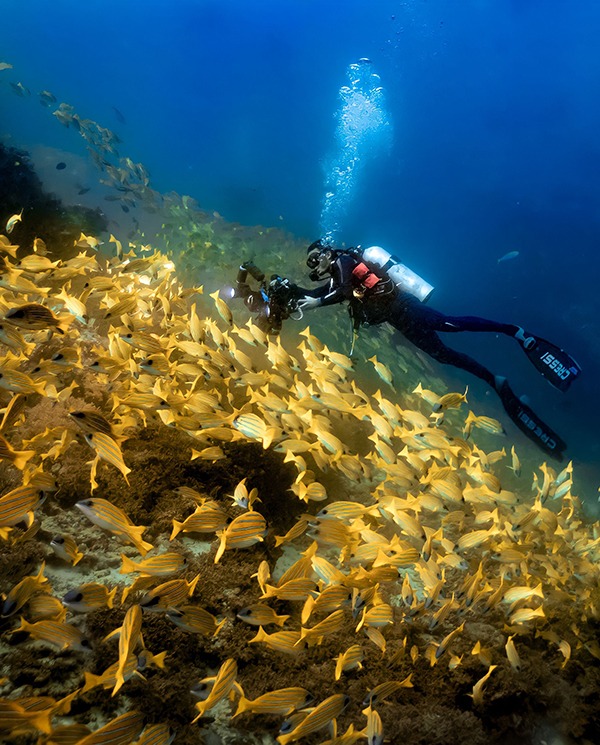 Liquid Motion Underwater Photo Film Academy Cozumel - Professional Underwater Photography Career Course Liquid Motion Underwater Photo Film Academy Cozumel - Professional Underwater Photography Career Course