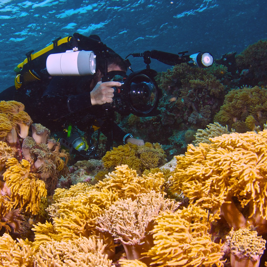 Liquid Motion Underwater Photo Film Academy Cozumel - Professional Underwater Filmmaker Cinematography Photography-Videography-Camera-Artist-Diver-Corals1 Liquid Motion Underwater Photo Film Academy Cozumel - Professional Underwater Photography Certification Course
