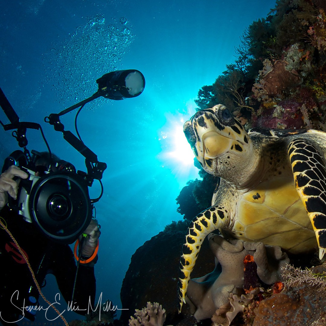 Liquid-Motion-Underwater-Photo-Film-Academy-Steve-Miller-films-turtle signature Liquid-Motion-Underwater-Photo-Film-Academy-Underwater Photography Courses