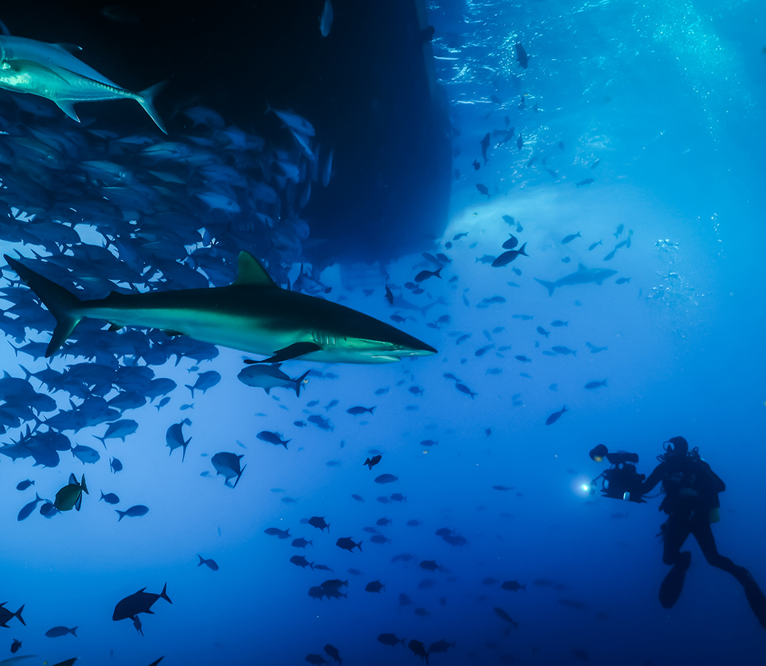 Professional Underwater Filmmaking Cinematography Videography Camera Operator Courses Liquid Motion-Guy behind scences Todd.jpg