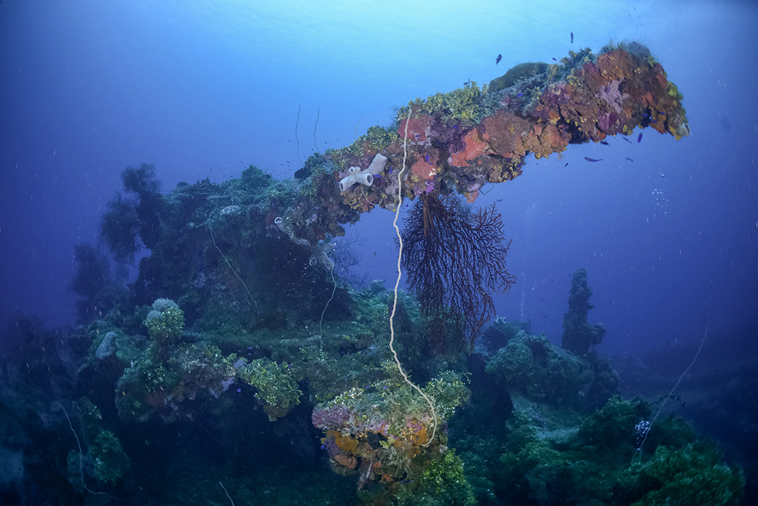 Johnathan review Liquid Motion Underwater Photo & Film Academy - Underwater Storytelling - Underwater Filmmaking Career Course - Underwater Filmmaking Mentorship-2