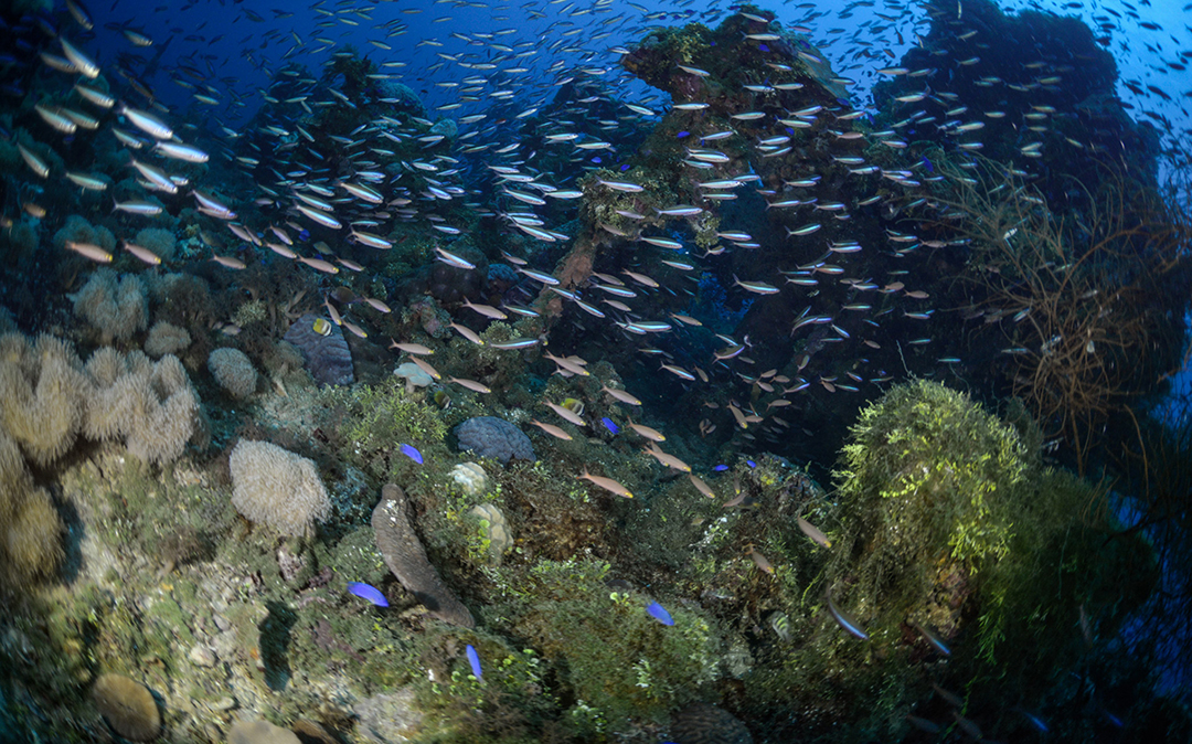 Johnathan review Liquid Motion Underwater Photo & Film Academy - Underwater Storytelling - Underwater Filmmaking Career Course - Underwater Filmmaking Mentorship-2